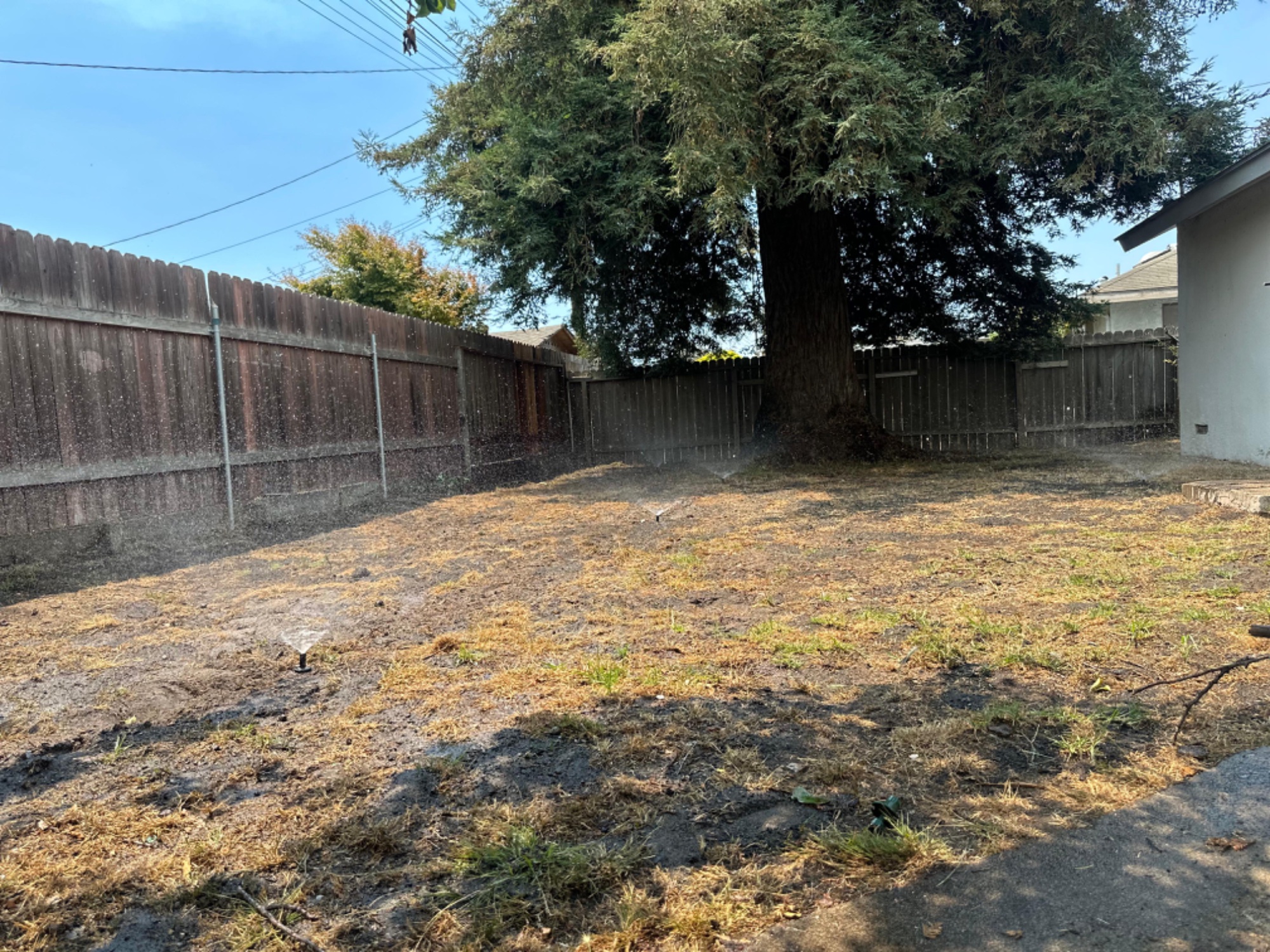 Overgrown Yard